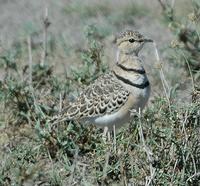Two-banded Courser p.122