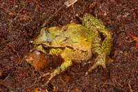 : Leiopelma archeyi; Archey's Frog