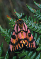 : Hemileuca eglanterina; Elegant Sheep Moth