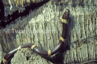 : Leptodeira nigrofasciata