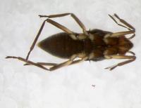 : Microvelia sp.