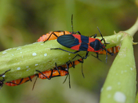 : Oncopeltus fasciatus; Large Milkweed Bug
