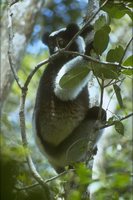 photograph of indri in a tree