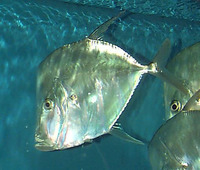 Selene vomer, Lookdown: fisheries, gamefish, aquarium