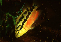 Cichlasoma salvini, Yellow belly cichlid: aquarium