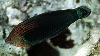 Halichoeres marginatus, Dusky wrasse: fisheries, aquarium