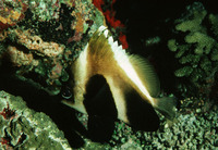 Heniochus pleurotaenia, Phantom bannerfish: aquarium