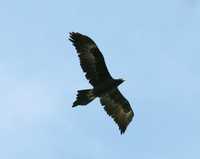 Aquila audax - Wedge-tailed Eagle