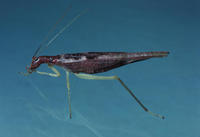 Image of: Neoxabea bipunctata