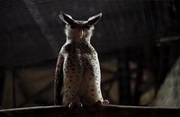Bubo nipalensis - Spot-bellied Eagle Owl