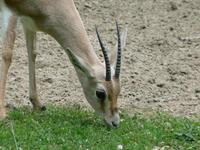 Gazella leptoceros - Slender-horned Gazelle