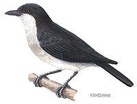 Image of: Hemipus hirundinaceus (black-winged flycatcher-shrike)