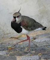 Image of: Vanellus chilensis (southern lapwing)