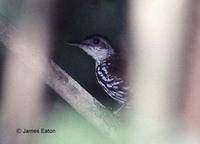 Bornean Wren Babbler - Ptilocichla leucogrammica