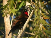 Scarlet-chested Sunbird - Chalcomitra senegalensis