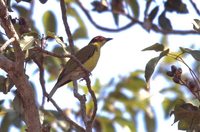 Green Figbird - Sphecotheres viridis