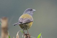 Patagonian Sierra-Finch - Phrygilus patagonicus