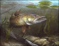 Muskie, painting  by Don Hechesky Jr.