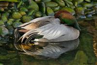Falcated Duck, San Diego, CA