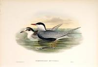 Richter after Gould Whiskered Tern (Hydrochelidon leucopareia)