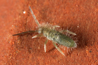 : Entomobrya unostrigata; Cotton Springtail