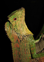 : Gonocephalus doriae; Abbott's Crested Lizard