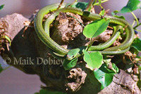 : Philothamnus hoplogaster; Green Water Snake