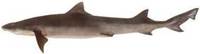 Whiskery Shark - Furgaleus macki