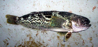 Notothenia rossii, Marbled rockcod: fisheries