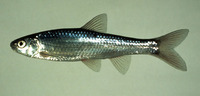 Hybognathus regius, Eastern silvery minnow: