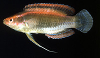 Cirrhilabrus temminckii, Threadfin wrasse: aquarium