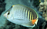 Chaetodon punctatofasciatus, Spotband butterflyfish: fisheries, aquarium