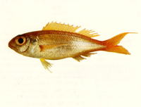 Nemipterus balinensis, Balinese threadfin bream: fisheries