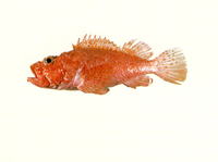 Scorpaena izensis, : gamefish