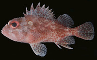 Sebastapistes tinkhami, Darkspotted scorpionfish: