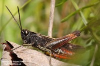 Omocestus rufipes - Woodland Grasshopper