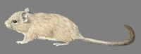 Image of: Octomys mimax (viscacha rat)