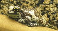 Phrynohyas resinifictrix - Amazonian Milk Frog