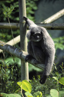 Hylobates moloch - Silvery Gibbon