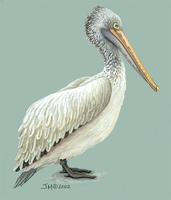 Image of: pelecanus philippensis (spot-billed pelican)