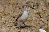 Image of: Pseudopodoces humilis (Hume's groundpecker)