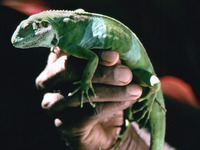 Brachylophus fasciatus - Fiji Banded Iguana