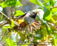 Volcano Hummingbird - Selasphorus flammula