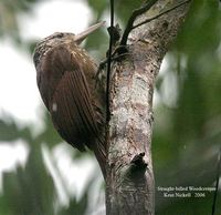 Straight-billed Woodcreeper - Dendroplex picus
