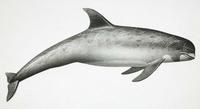 Risso's Dolphin (Grampus griseus)