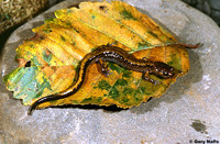 : Plethodon dunni; Dunn's Salamander