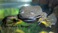 : Xenopus borealis; Marsabit Clawed Frog