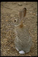 : Sylvilagus sp.; Cotton Tail Rabbit