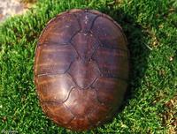 : Kinosternon subrubrum subrubrum; Eastern Mud Turtle