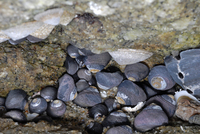 : Chlorostoma funebralis; Black Turban Snail
